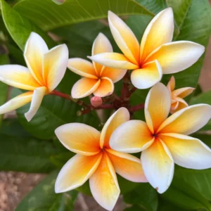 Paul Weissich Plumeria Unrooted Cutting - Yellow-Orange Centered, 10-12 in Tropical Plant - Image 1