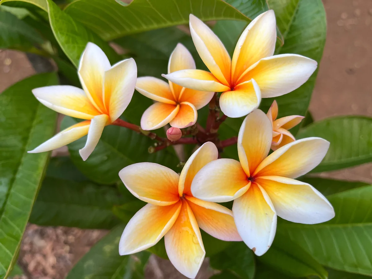 Paul Weissich Plumeria Unrooted Cutting - Yellow-Orange Centered, 10-12 in Tropical Plant - Image 1