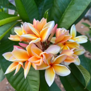 Paul Weissich Plumeria Unrooted Cutting - Yellow-Orange Centered, 10-12 in Tropical Plant - Image 3