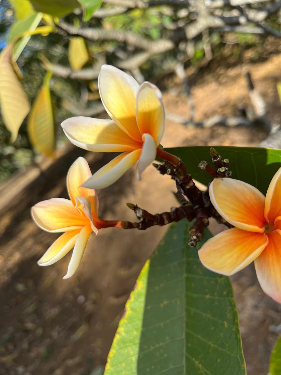 Paul Weissich Plumeria Unrooted Cutting - Yellow-Orange Centered, 10-12 in Tropical Plant - Image 4