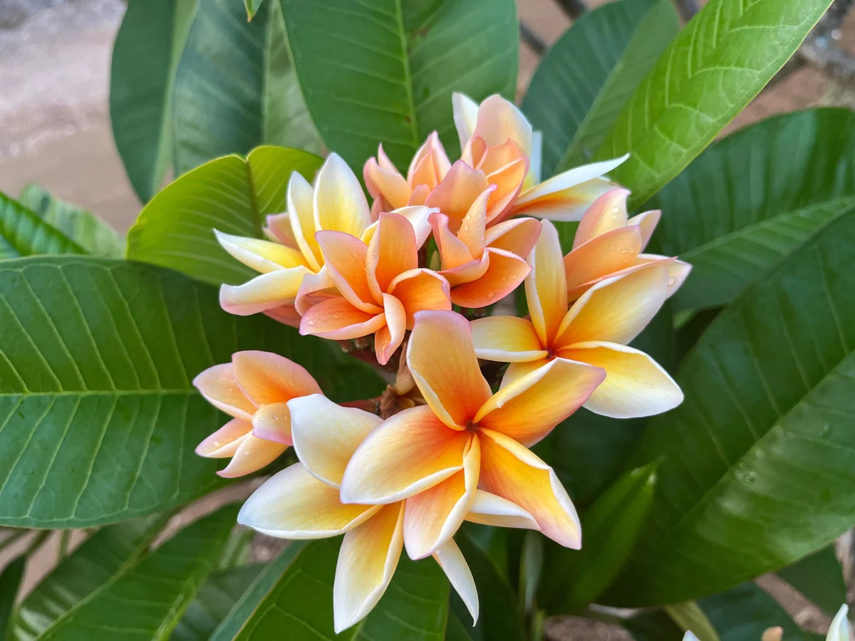 Paul Weissich Plumeria Unrooted Cutting - Yellow-Orange Centered, 10-12 in Tropical Plant - Image 5