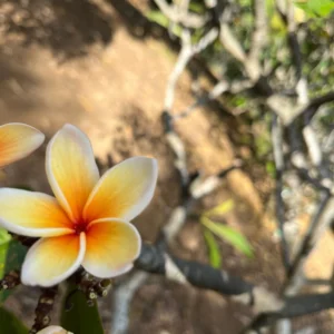 Paul Weissich Plumeria Unrooted Cutting - Yellow-Orange Centered, 10-12 in Tropical Plant - Image 6