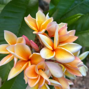 Paul Weissich Plumeria Unrooted Cutting - Yellow-Orange Centered, 10-12 in Tropical Plant - Image 7