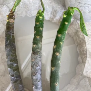 Paul Weissich Plumeria Unrooted Cutting - Yellow-Orange Centered, 10-12 in Tropical Plant - Image 8