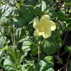 Pavonia Praemorsa Yellow Mallow Live Plant – 1 ft Tall – 6 inch Pot - Image 1