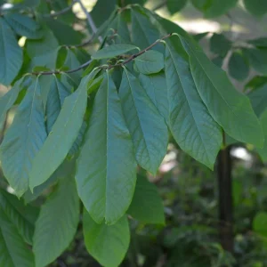 Paw Paw Tree Live Plant – Cold Hardy Indian Banana Seedling – 6-12