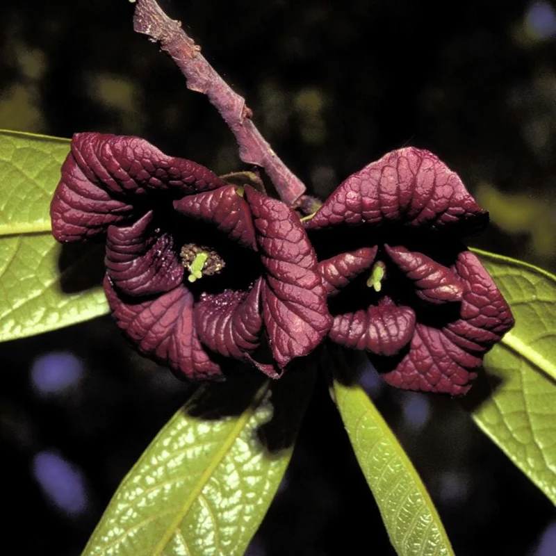 Paw Paw Tree Live Plant – Cold Hardy Indian Banana Seedling – 6-12" Tall – Quart Pot – USDA Zones 5-8 - Image 4