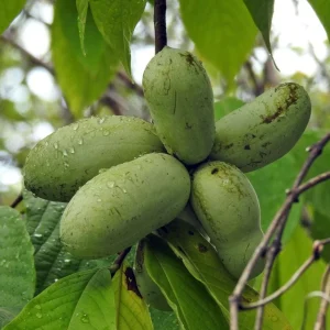 Paw Paw Tree Live Plant – Cold Hardy Indian Banana Seedling – 6-12