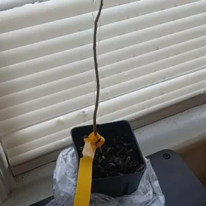 Paw Paw Tree Live Plant – Cold Hardy Indian Banana Seedling – 6-12