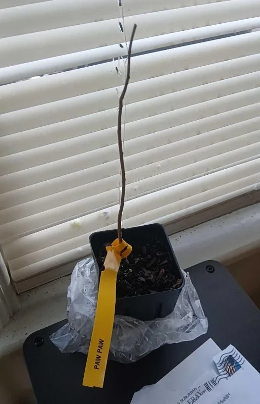 Paw Paw Tree Live Plant – Cold Hardy Indian Banana Seedling – 6-12" Tall – Quart Pot – USDA Zones 5-8 - Image 8