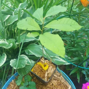 Paw Paw Tree Live Plant – Cold Hardy Indian Banana Seedling – 6-12