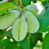 Pawpaw Tree – Live Plant – Cold Hardy – Up to 1 ft Tall – Outdoor - Image 1