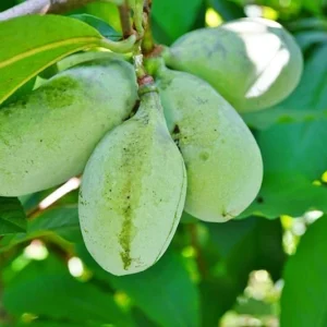 Pawpaw Tree – Live Plant – Cold Hardy – Up to 1 ft Tall – Outdoor - Image 1