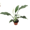 Peace Lily Live Plant – 2 inch Potted Houseplant – Indoor Flowering Plant - Image 1