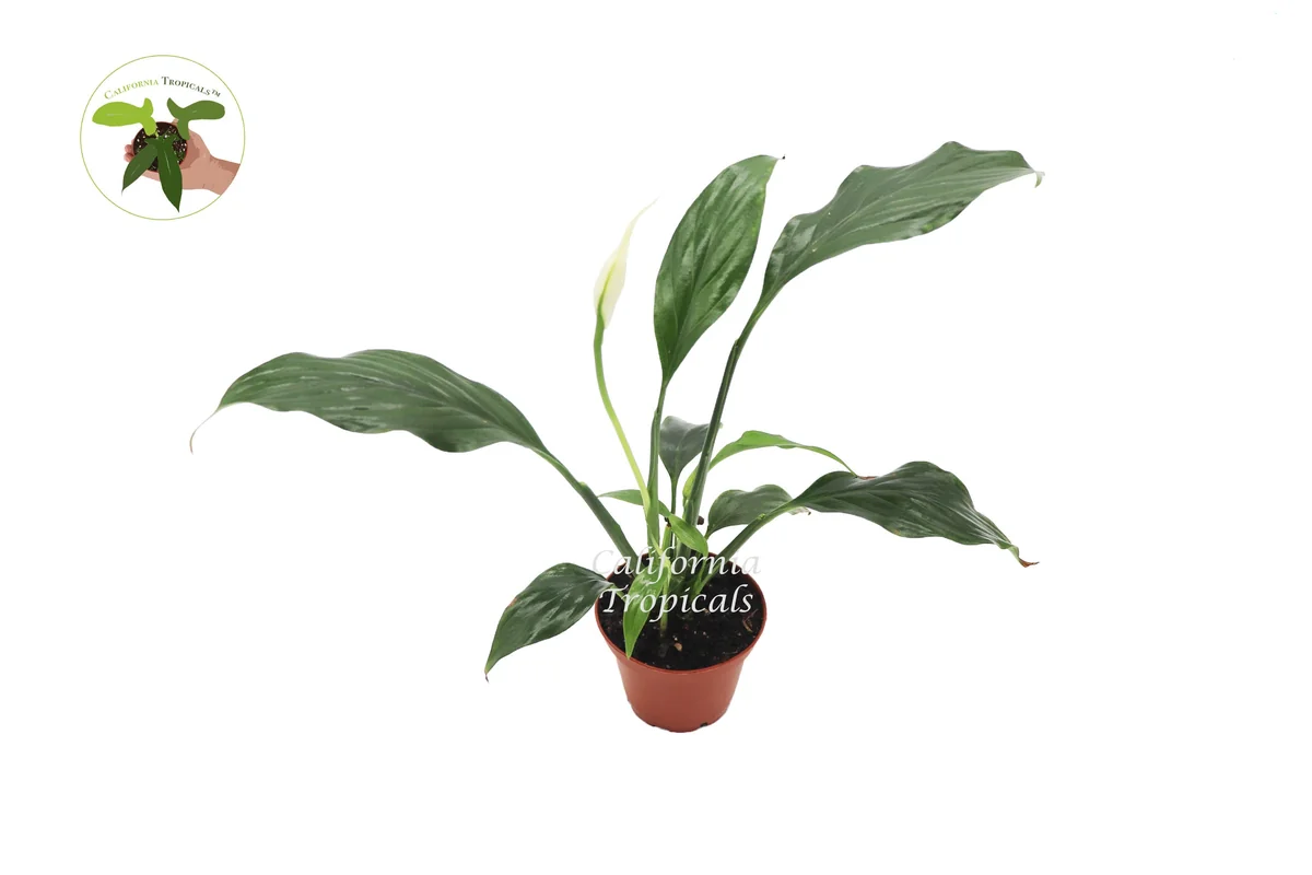 Peace Lily Live Plant – 2 inch Potted Houseplant – Indoor Flowering Plant - Image 1