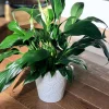 Peace Lily Live Plant - 4" Nursery Pot - Easy Care Indoor Houseplant - Image 1