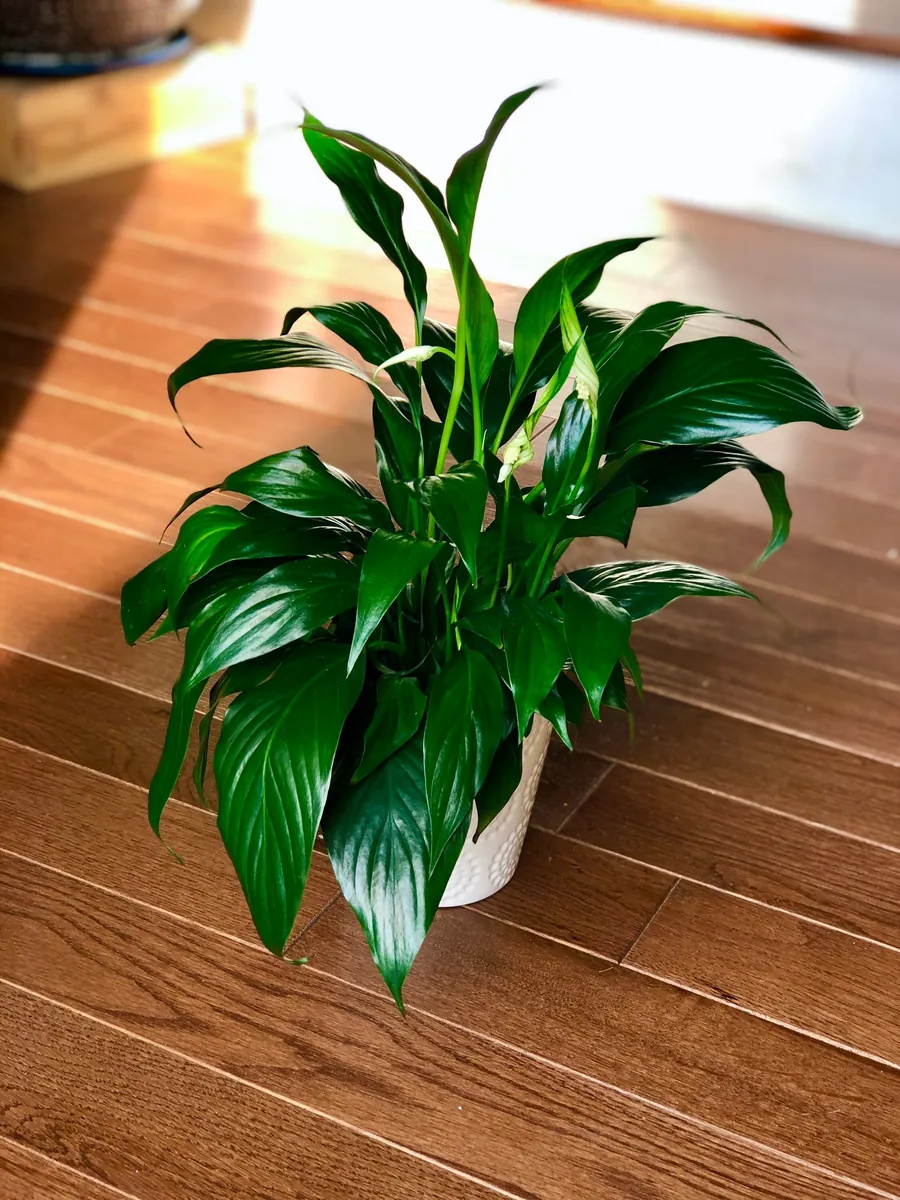 Peace Lily Live Plant - 4" Nursery Pot - Easy Care Indoor Houseplant - Image 2