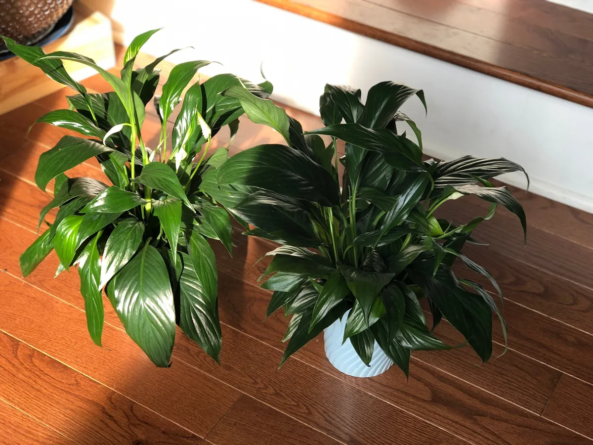 Peace Lily Live Plant - 4" Nursery Pot - Easy Care Indoor Houseplant - Image 3