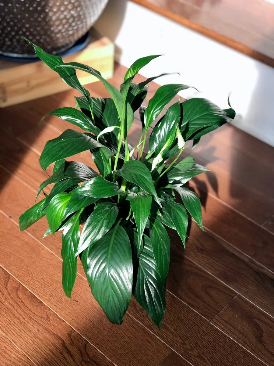Peace Lily Live Plant - 4" Nursery Pot - Easy Care Indoor Houseplant - Image 4