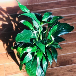 Peace Lily Live Plant - 4