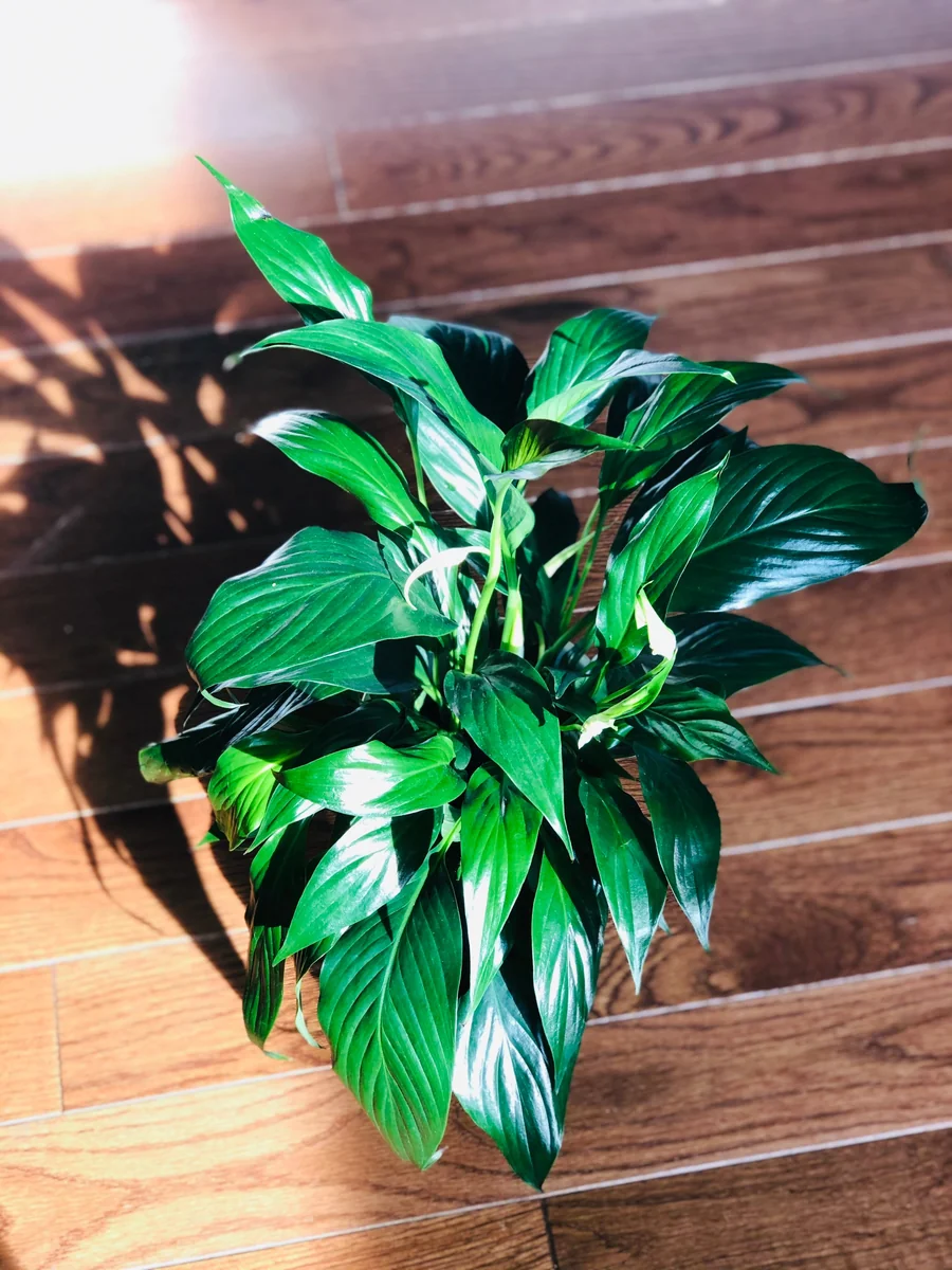 Peace Lily Live Plant - 4" Nursery Pot - Easy Care Indoor Houseplant - Image 5