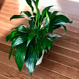 Peace Lily Live Plant - 4