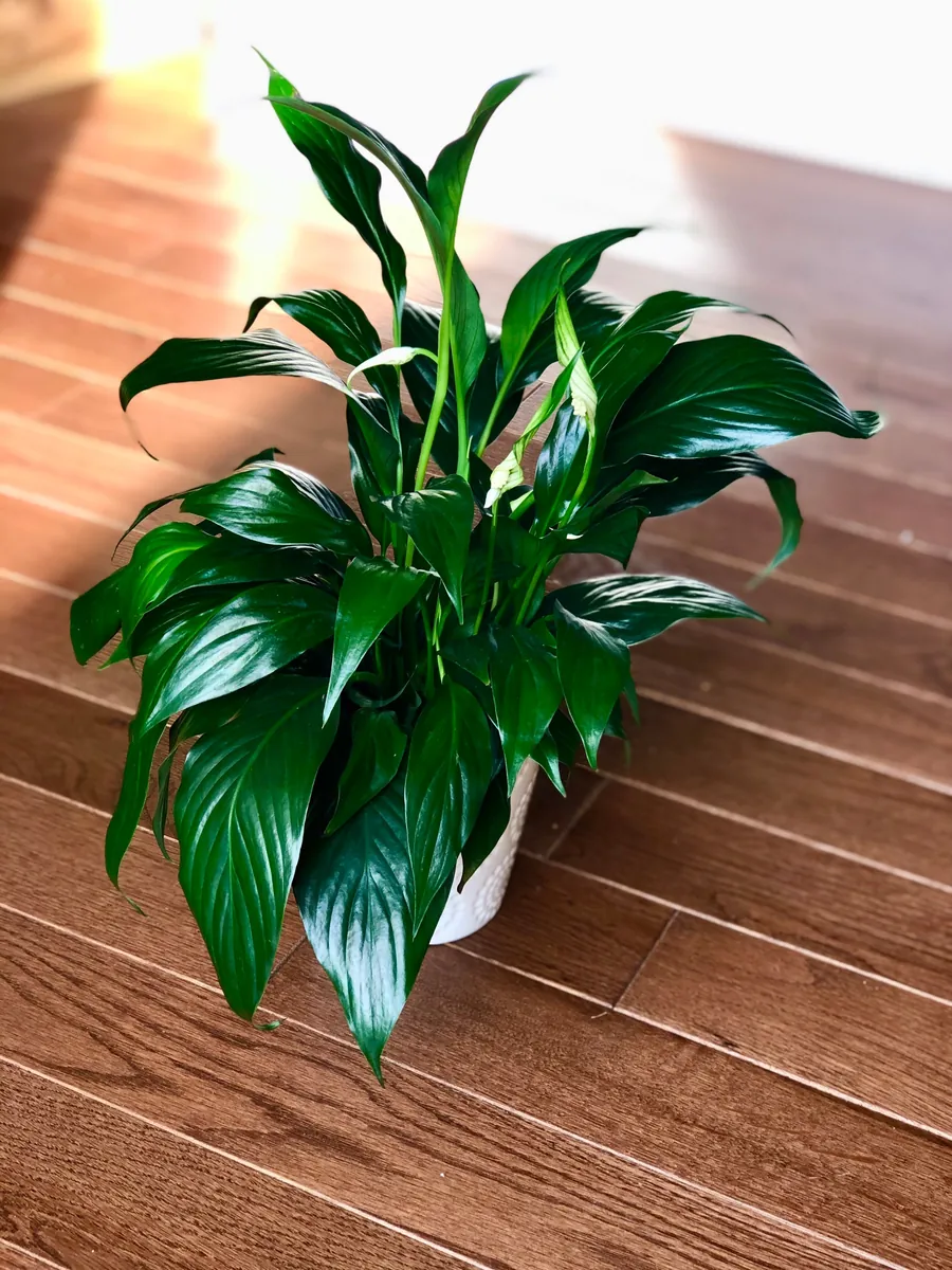 Peace Lily Live Plant - 4" Nursery Pot - Easy Care Indoor Houseplant - Image 7