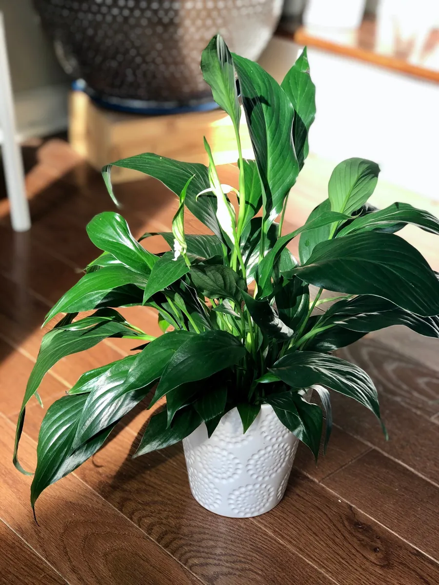 Peace Lily Live Plant - 4" Nursery Pot - Easy Care Indoor Houseplant - Image 8