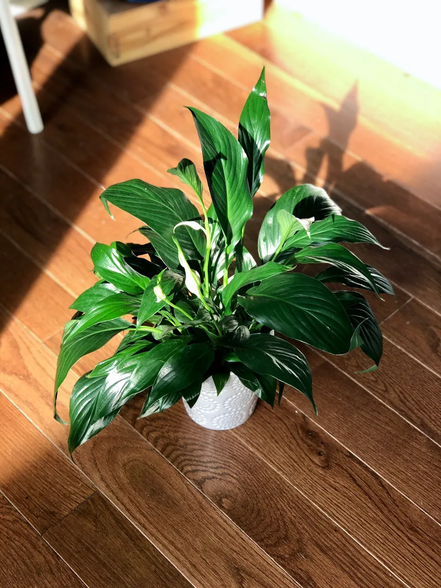 Peace Lily Live Plant - 4" Nursery Pot - Easy Care Indoor Houseplant - Image 9