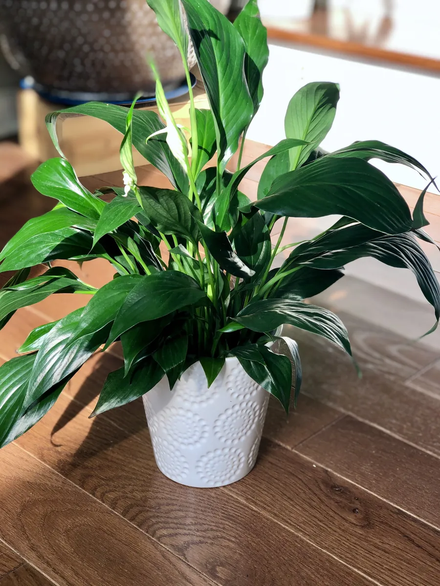 Peace Lily Live Plant - 4" Nursery Pot - Easy Care Indoor Houseplant - Image 1