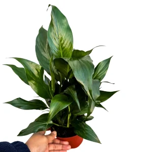 Peace Lily Live Plant 4