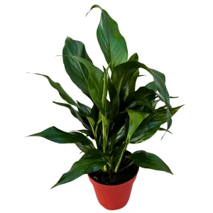 Peace Lily Live Plant 4