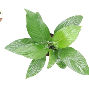 Peace Lily Live Plant – 6 inch Pot – Indoor Houseplant – Air Purifying - Image 2