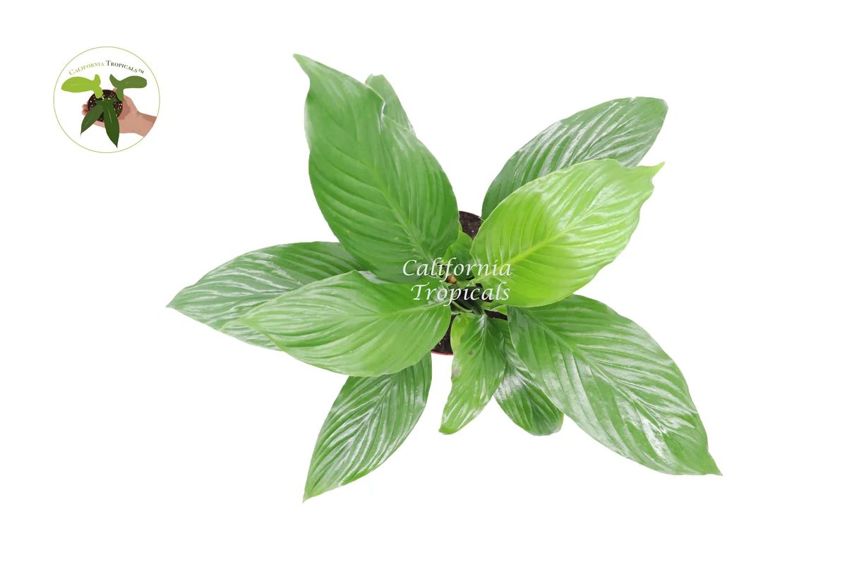 Peace Lily Live Plant – 6 inch Pot – Indoor Houseplant – Air Purifying - Image 2