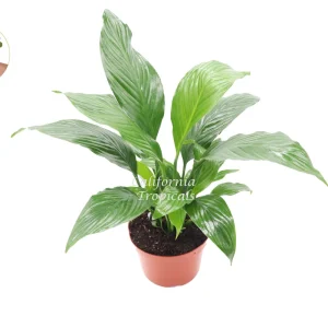 Peace Lily Live Plant – 6 inch Pot – Indoor Houseplant – Air Purifying - Image 1