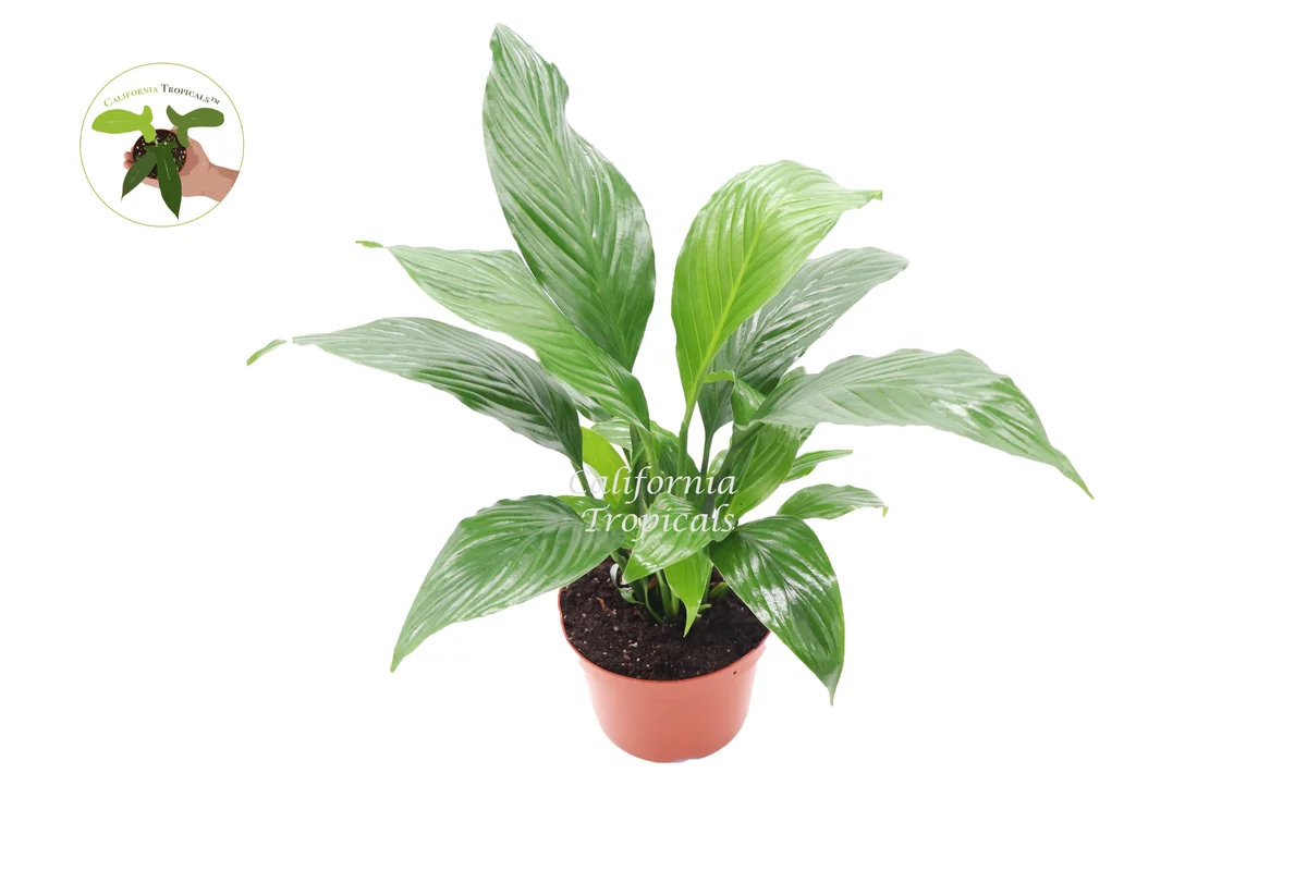 Peace Lily Live Plant – 6 inch Pot – Indoor Houseplant – Air Purifying - Image 1