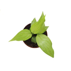 Peace Lily Live Plant Set - 3 Spath Varieties, Dark Green, Domino, Platinum Mist - 2.5 inch Pot - Indoor Potted Houseplant - Image 2