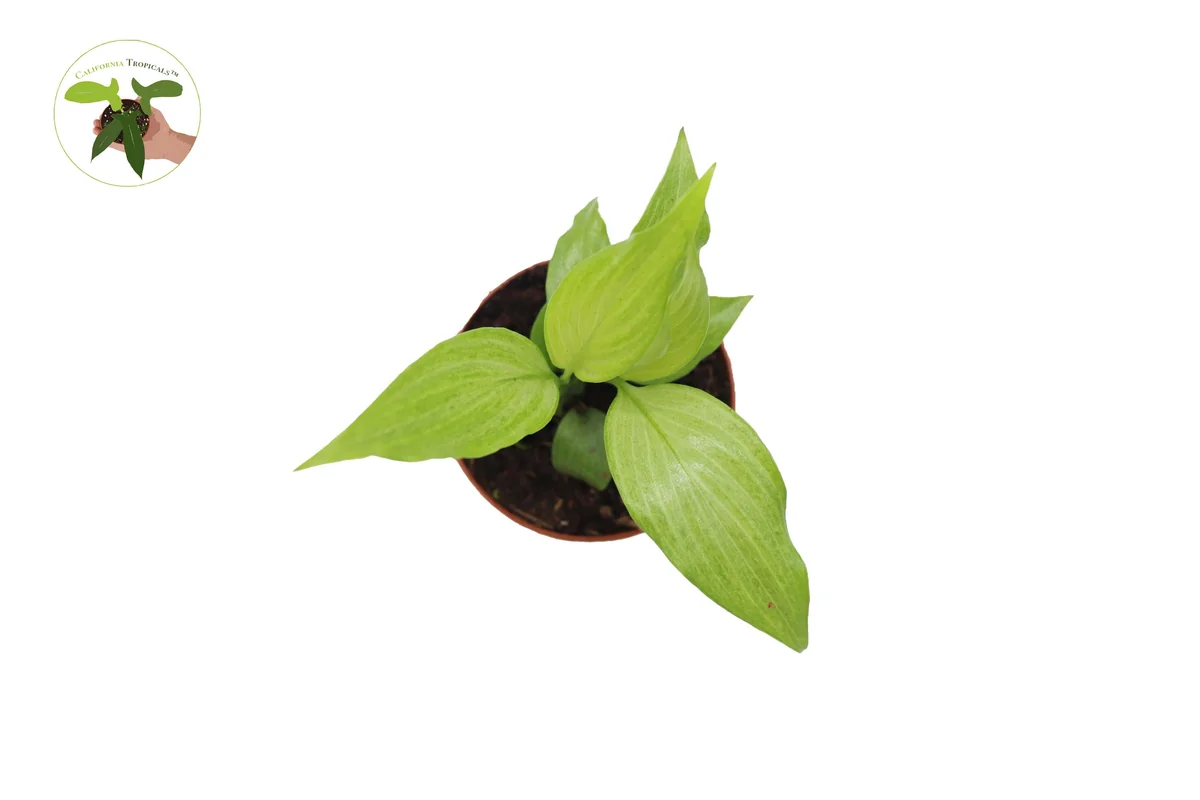 Peace Lily Live Plant Set - 3 Spath Varieties, Dark Green, Domino, Platinum Mist - 2.5 inch Pot - Indoor Potted Houseplant - Image 2