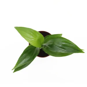 Peace Lily Live Plant Set - 3 Spath Varieties, Dark Green, Domino, Platinum Mist - 2.5 inch Pot - Indoor Potted Houseplant - Image 3