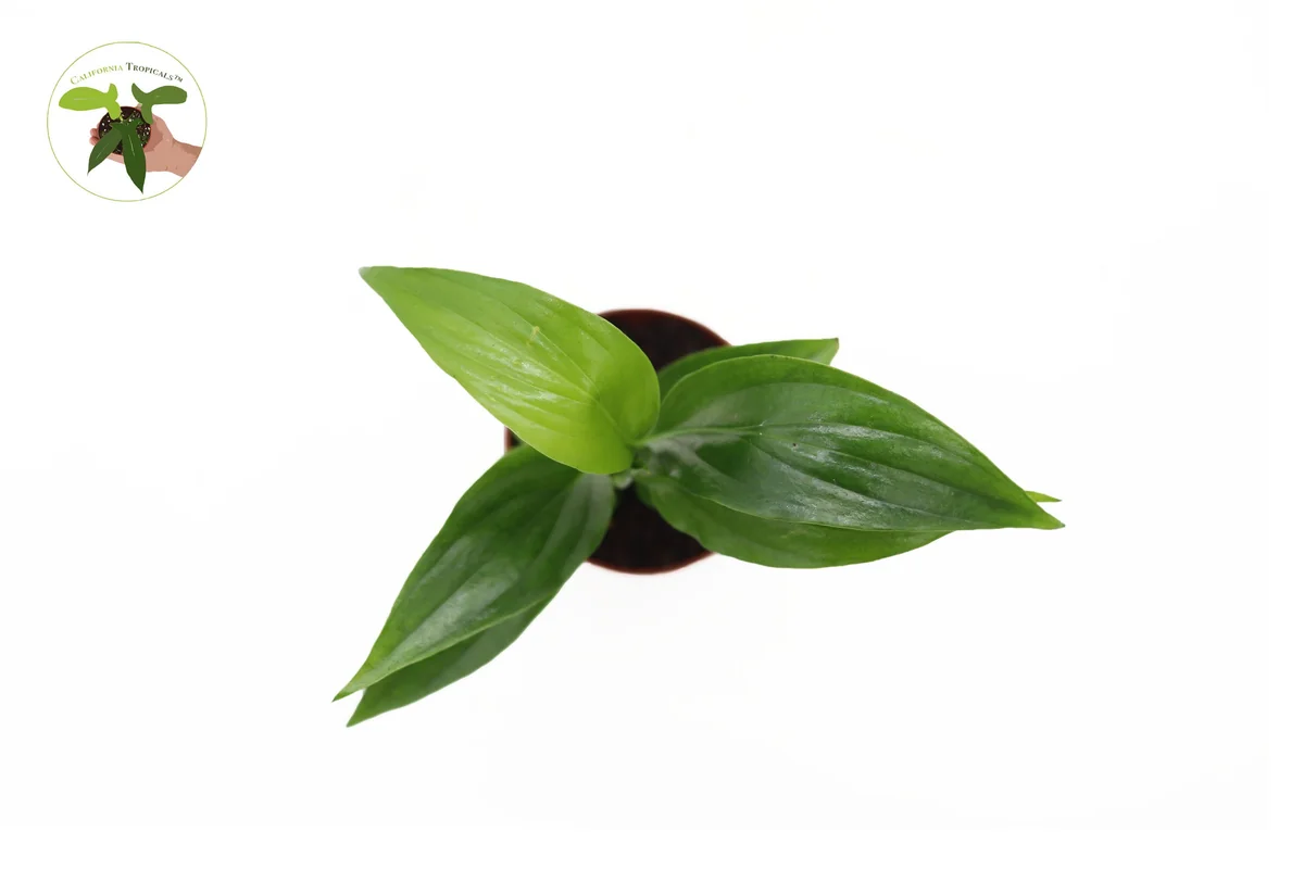 Peace Lily Live Plant Set - 3 Spath Varieties, Dark Green, Domino, Platinum Mist - 2.5 inch Pot - Indoor Potted Houseplant - Image 3