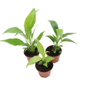 Peace Lily Live Plant Set - 3 Spath Varieties, Dark Green, Domino, Platinum Mist - 2.5 inch Pot - Indoor Potted Houseplant - Image 1