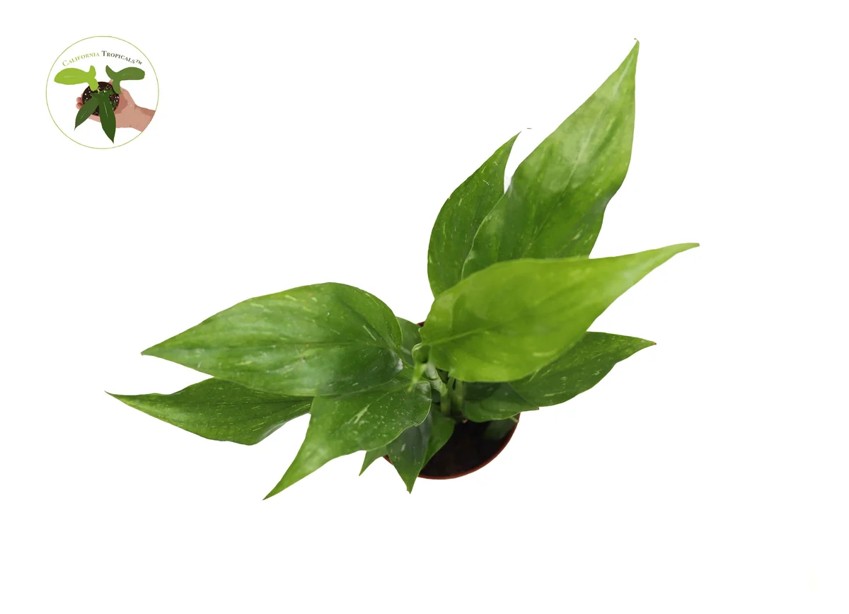 Peace Lily Live Plant Set - 3 Spath Varieties, Dark Green, Domino, Platinum Mist - 2.5 inch Pot - Indoor Potted Houseplant - Image 4