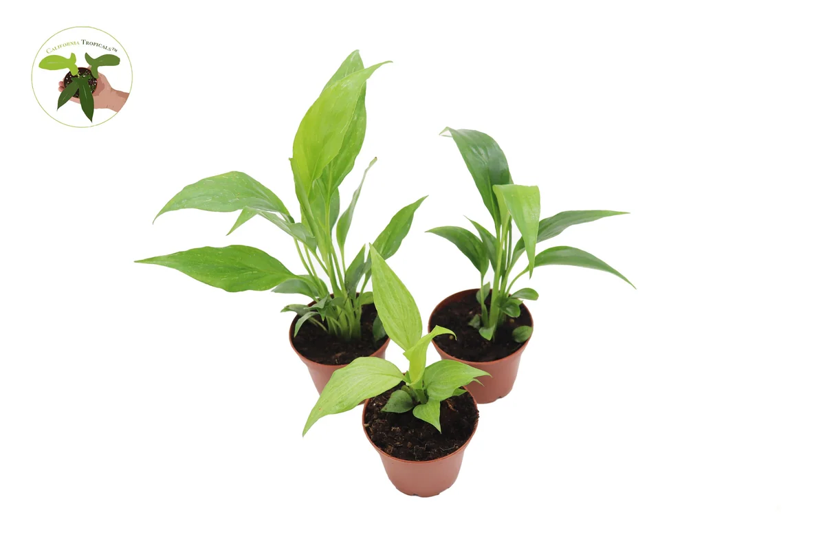 Peace Lily Live Plant Set - 3 Spath Varieties, Dark Green, Domino, Platinum Mist - 2.5 inch Pot - Indoor Potted Houseplant - Image 1