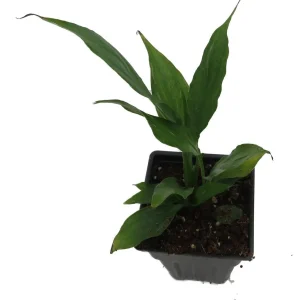 Peace Lily Live Plant - Spathiphyllum - 2.5