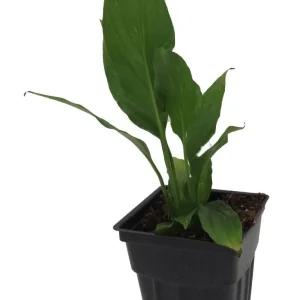Peace Lily Live Plant - Spathiphyllum - 2.5