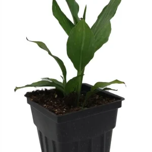 Peace Lily Live Plant - Spathiphyllum - 2.5