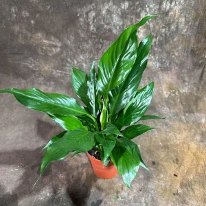 Peace Lily Live Plant - Spathiphyllum in 4 inch Nursery Pot - Air Purifying Indoor Houseplant - Image 2