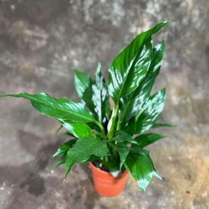 Peace Lily Live Plant - Spathiphyllum in 4 inch Nursery Pot - Air Purifying Indoor Houseplant - Image 3