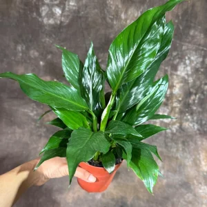 Peace Lily Live Plant - Spathiphyllum in 4 inch Nursery Pot - Air Purifying Indoor Houseplant - Image 4