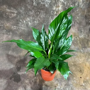 Peace Lily Live Plant - Spathiphyllum in 4 inch Nursery Pot - Air Purifying Indoor Houseplant - Image 5